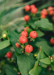 Hypericum Hypericum × inodorum 'Miracle Grandeur', 2L