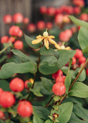 Hypericum Hypericum × inodorum 'Miracle Grandeur', 2L