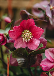 Taxus Helleborus Winter Sparkle Early Red, 3L