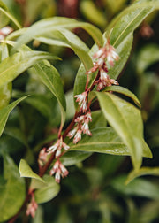 Sarcococca hookeriana Winter Gem, 5L
