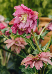 Taxus Helleborus orientalis Jiska, 1.5L