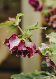 Hellebore Helleborus orientalis Rubina, 1L
