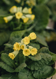 Taxus Native Cowslip, 1L