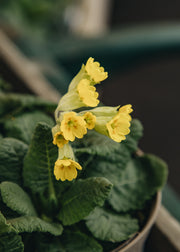 Cowslip Native Cowslip, 1L