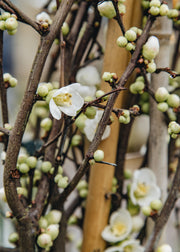 Chaenomeles speciosa Kinshiden, 3L