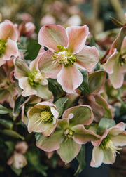 Taxus Helleborus Angel Glow, 5L