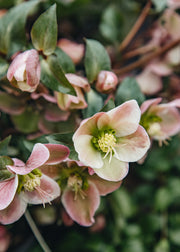 Hellebore Helleborus Angel Glow, 5L