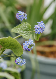 Brunnera Brunnera macrophylla 'Silver Star', 2L