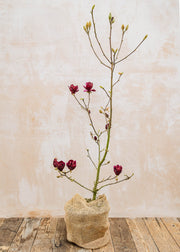 Magnolia Magnolia 'Genie', 12L