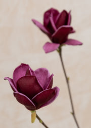 Magnolia Magnolia 'Genie', 12L