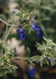 Anemone Teucrium fruticans 'Indyho', 3L