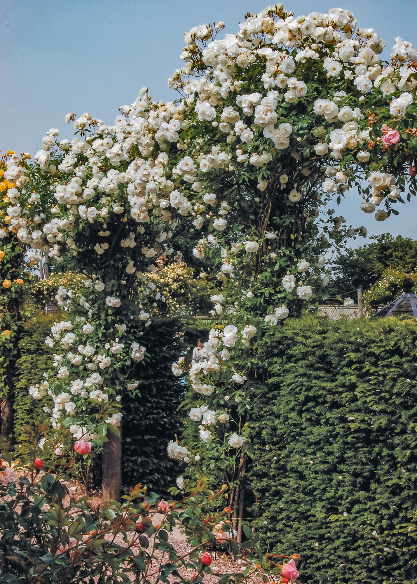 Rosa Iceberg AGM (Climbing rose)