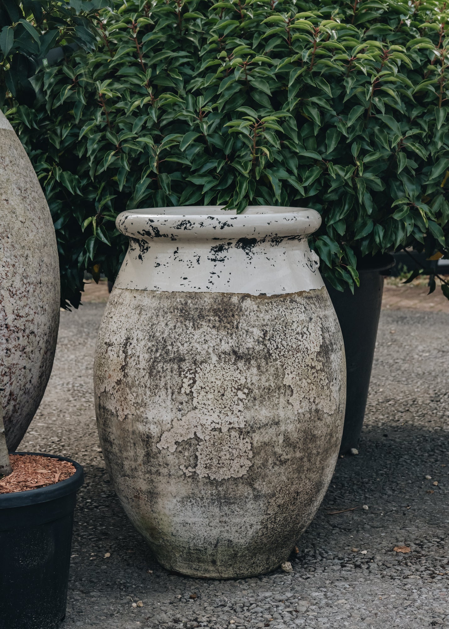 Prestige Olive Pot with Ivory Neck, 70cm