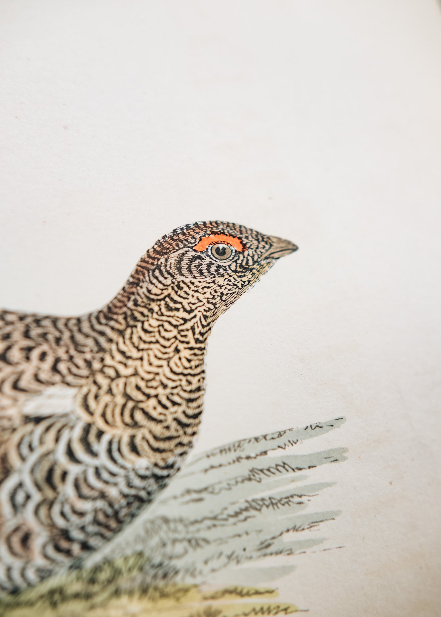 ☆英国鳥類図鑑 モリス A History of British Birds Britain's Birds