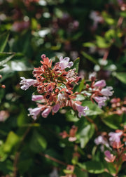 Abelia Grandiflora Raspbery Profusion