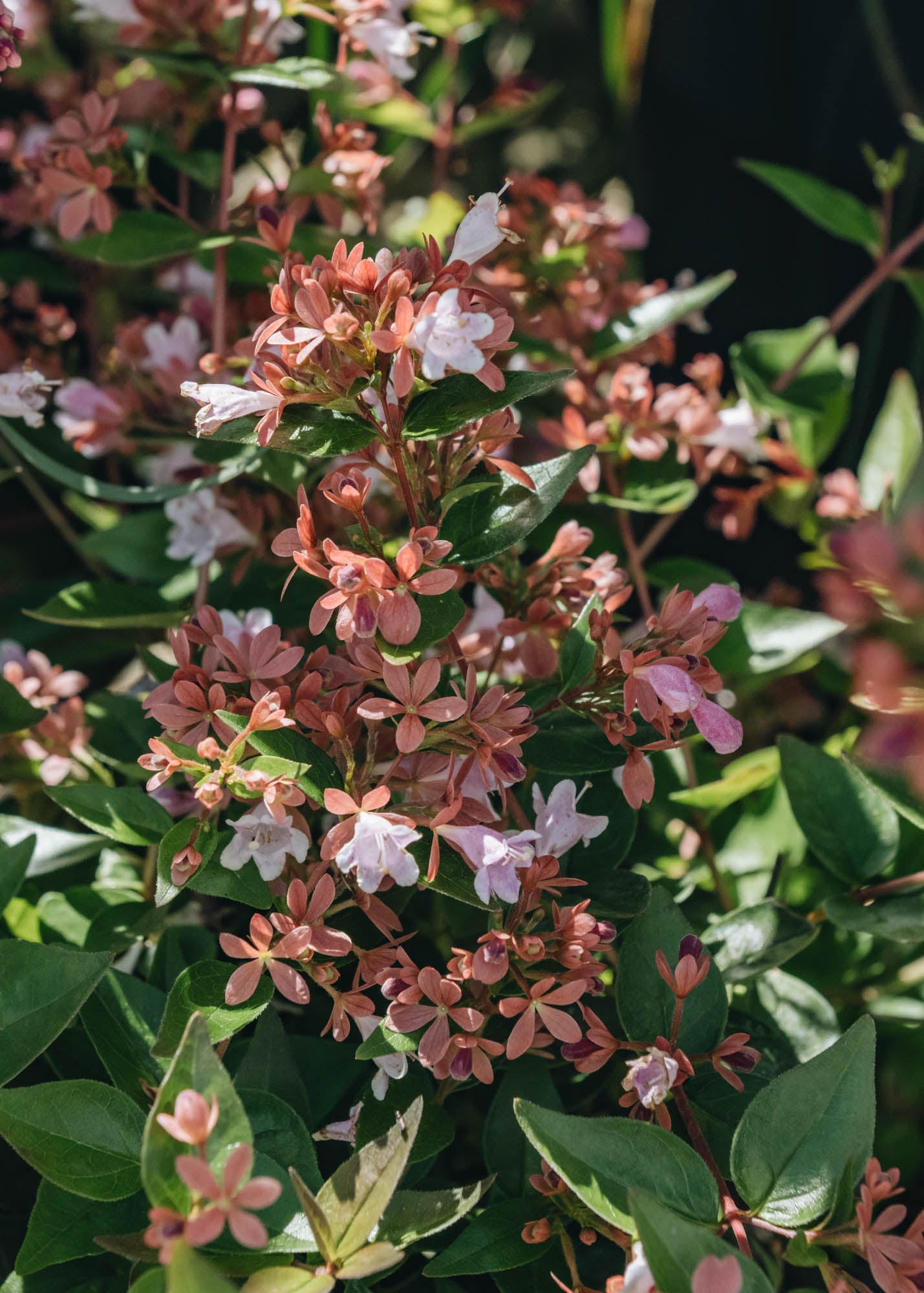 Abelia Grandiflora Raspbery Profusion