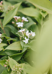 Bordallo Pinheiro Abelia mosanensis Monia, 3L