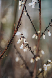 Abeliophyllum Distichum, 5L