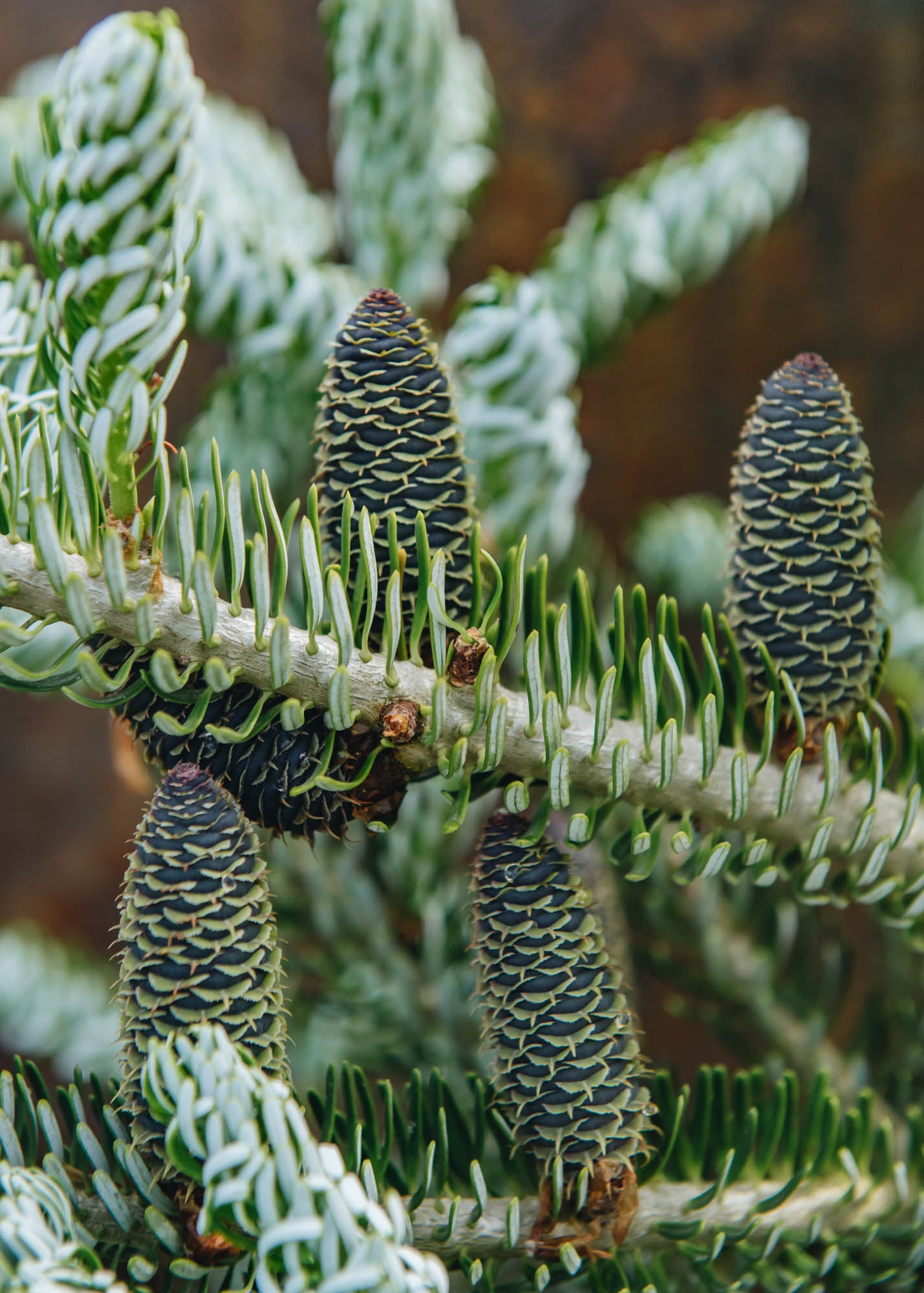 Christmas Trees Koreana Fir Pot Grown Christmas Trees, 4ft-5ft