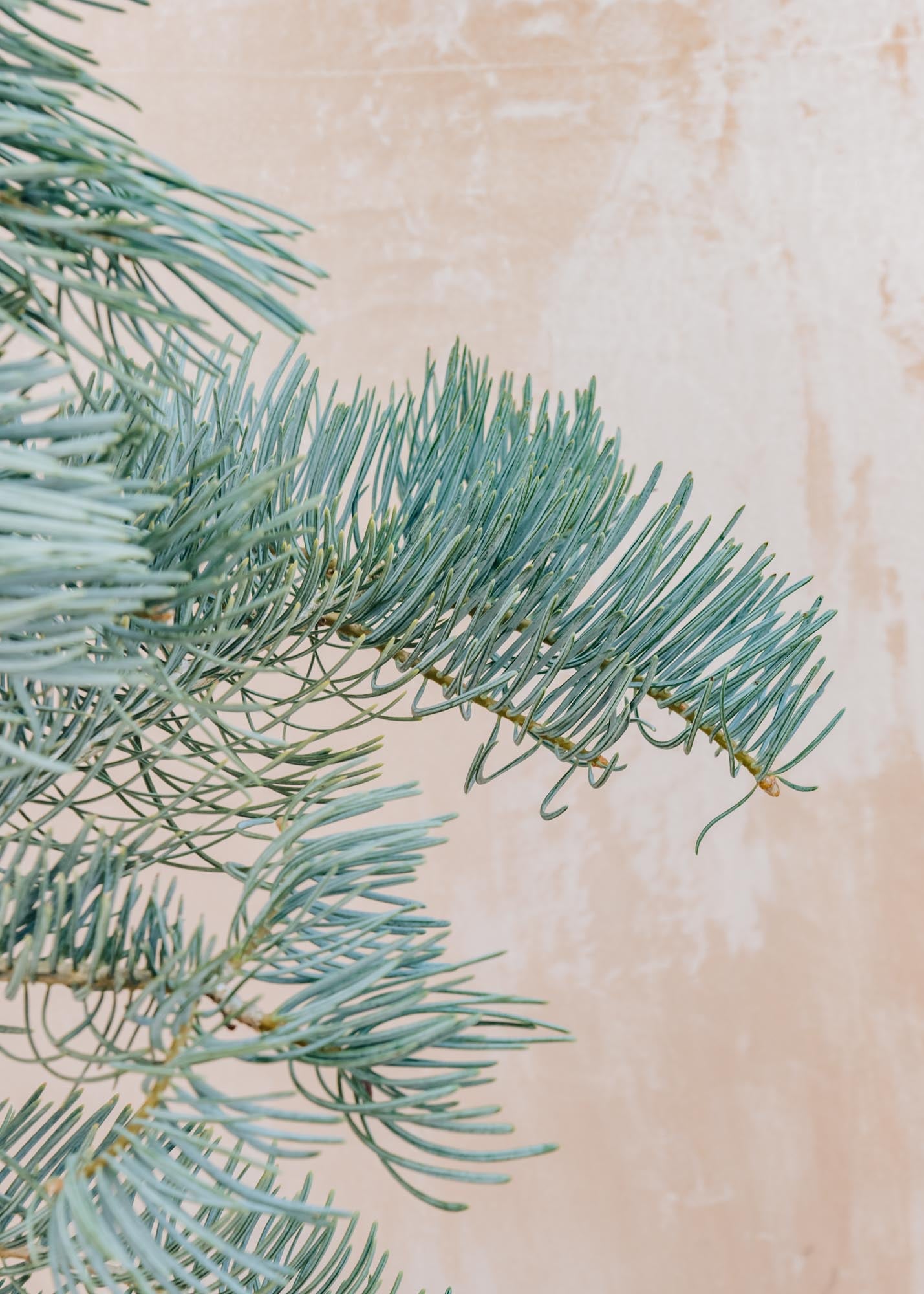 Abies Abies con Violacea 7L