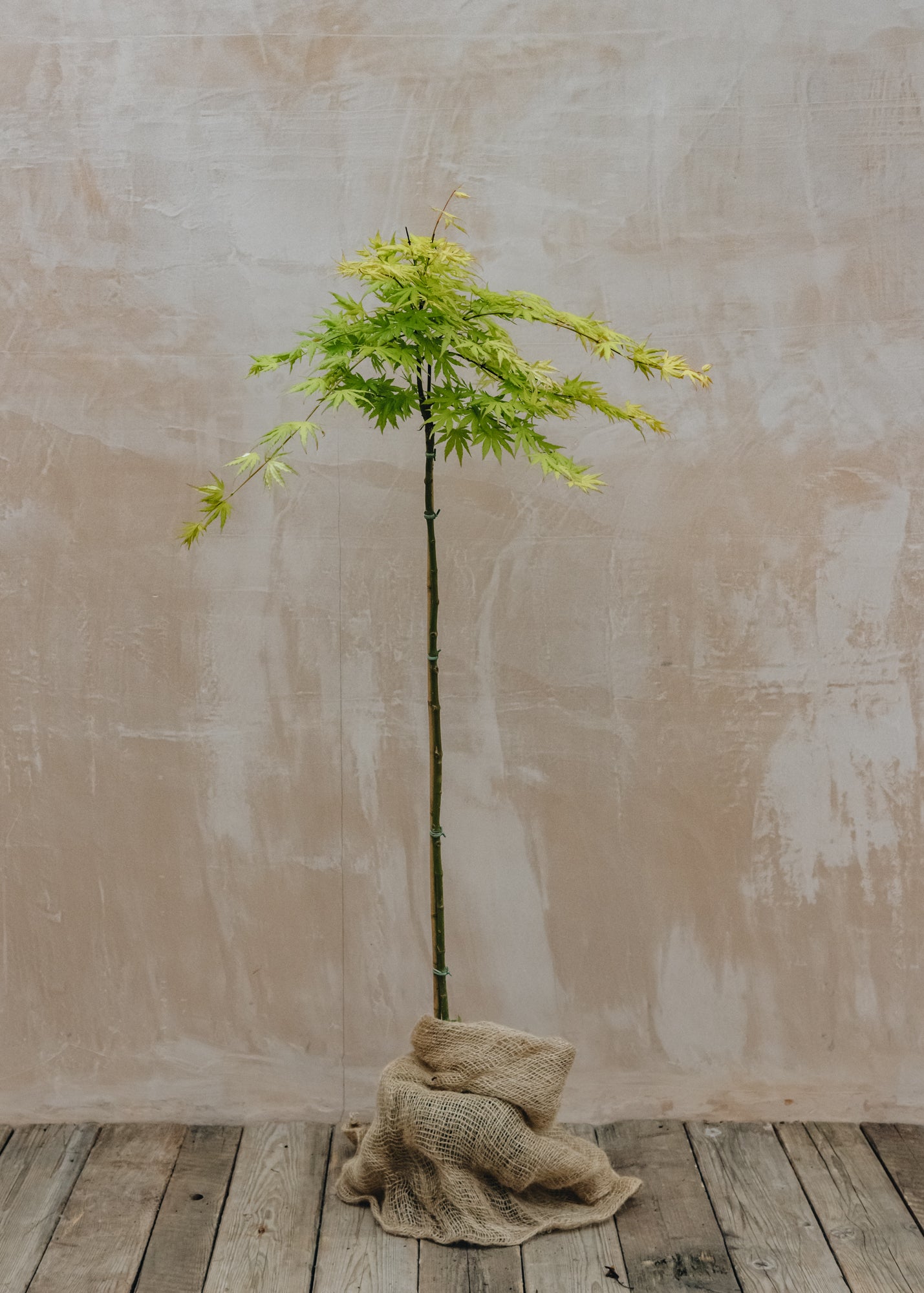 Acer Acer palmatum Cascade Citrine