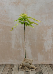 Acer palmatum Cascade Citrine