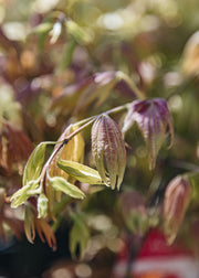 Acer shirasawanum Moonrise, 3L