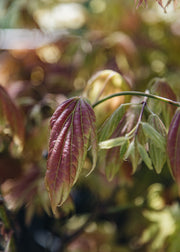 Acer Acer shirasawanum Moonrise, 3L