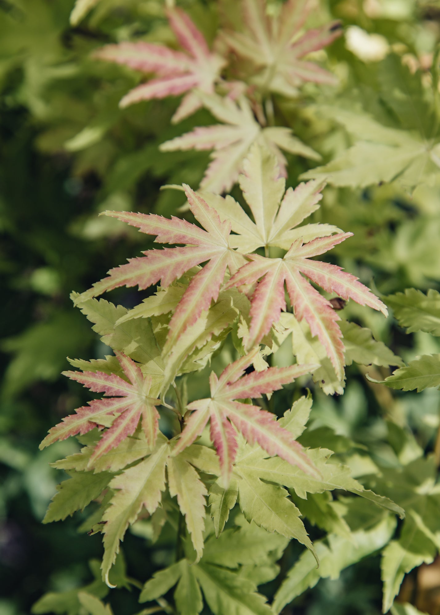Acer Acer palmatum Orange Dream, 3L