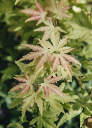 Acer Acer palmatum Orange Dream, 3L