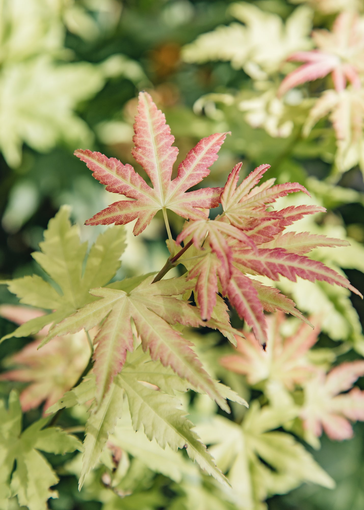 Acer Acer palmatum Orange Dream, 3L