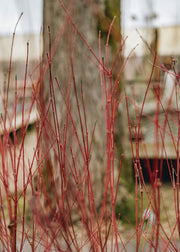 Acer Palmatum Sango Kaku