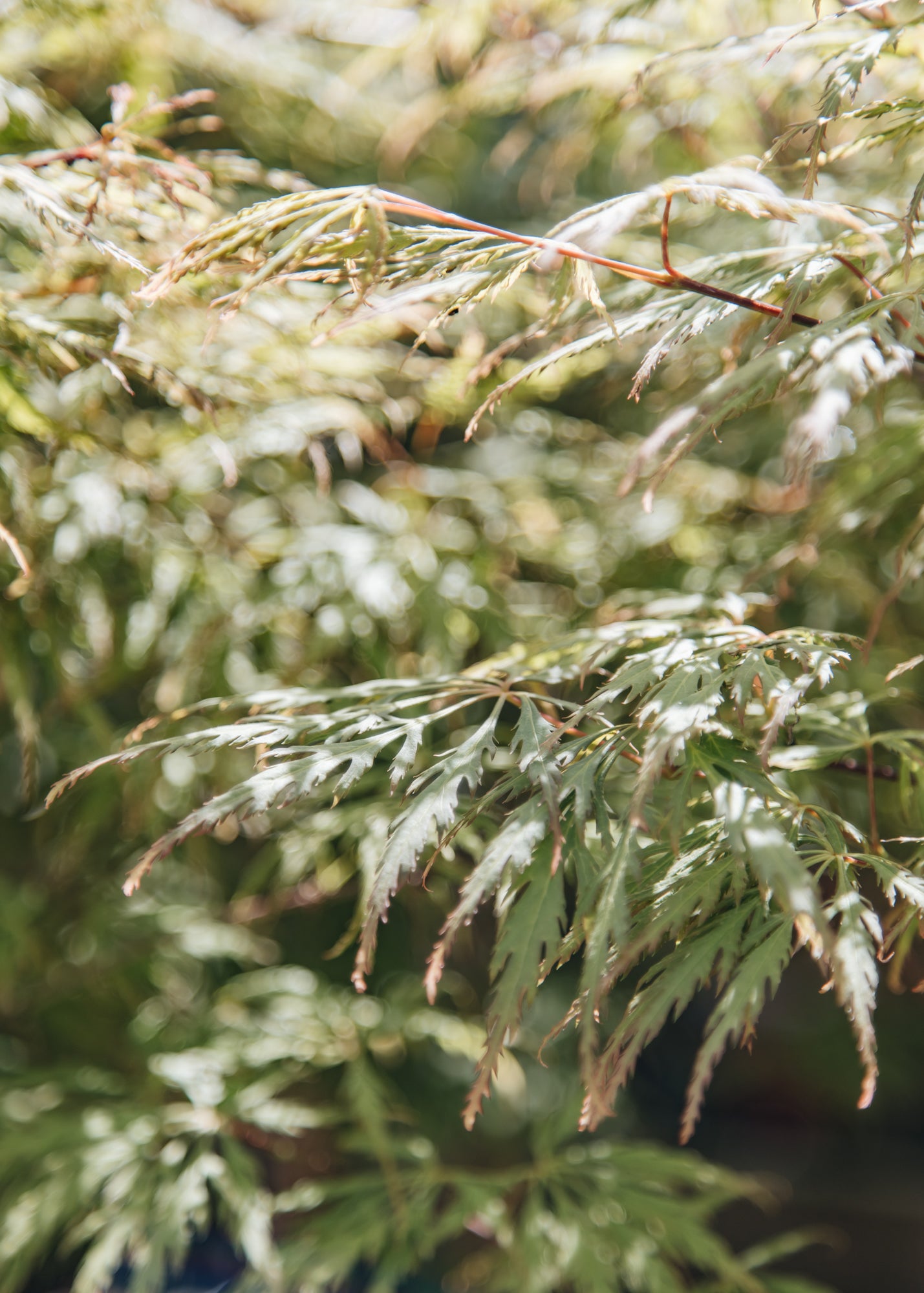 Bordallo Pinheiro Acer palmatum Dissectum, 3L