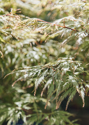 Bordallo Pinheiro Acer palmatum Dissectum, 3L