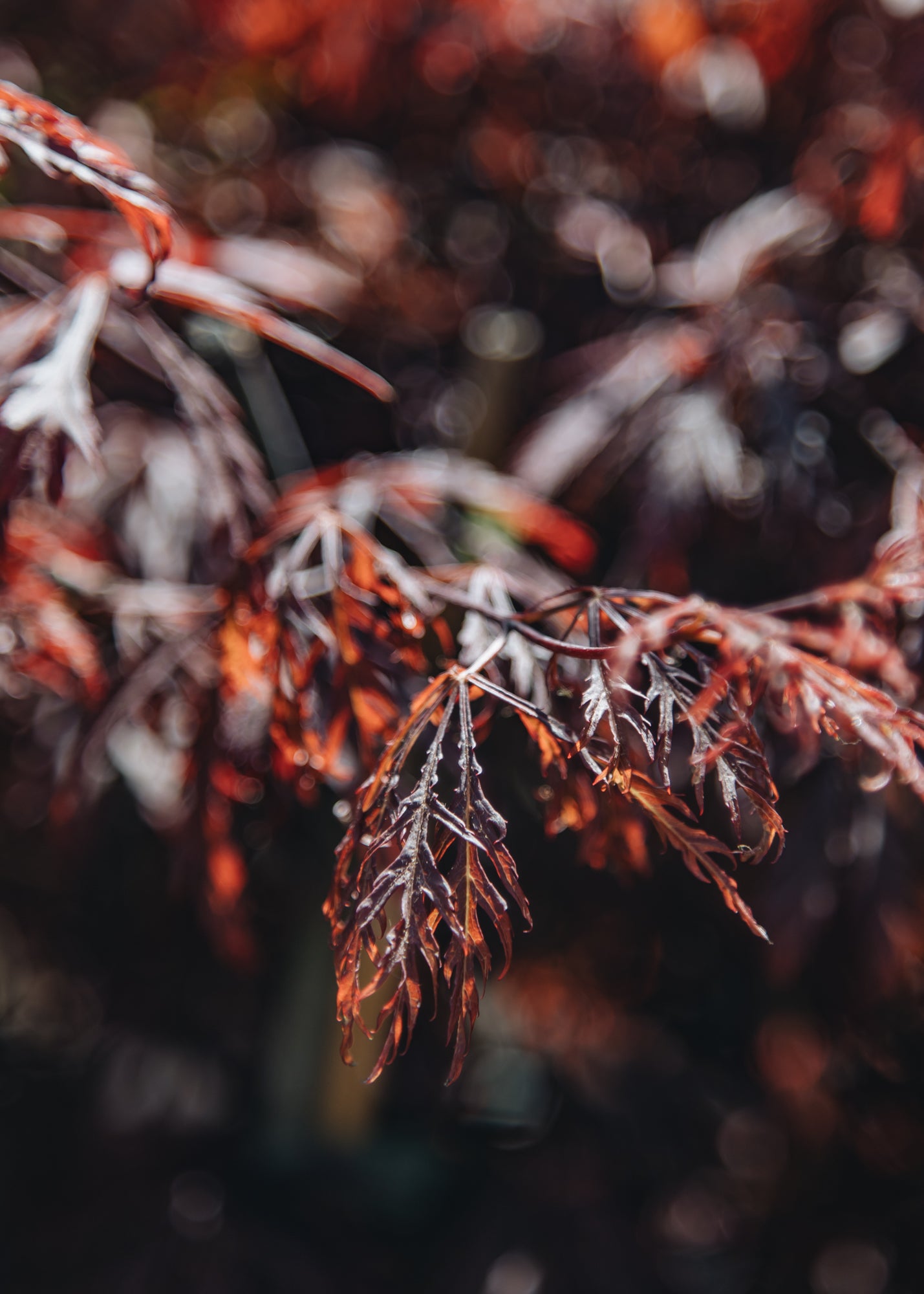 Bordallo Pinheiro Acer palmatum Garnet, 3L