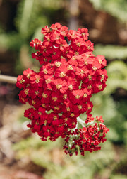 Hairy Pot Achillea 'Paprika', 1L