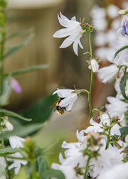 Adenophora pereskiifolia ‘White Blaze’, 2L