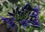 Agapanthus Agapanthus Black Jack