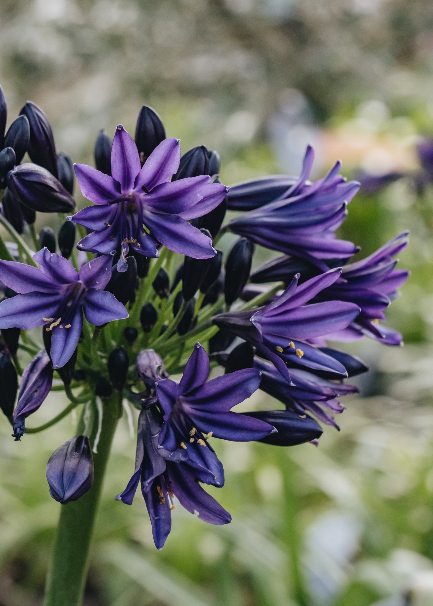 Agapanthus Black Jack