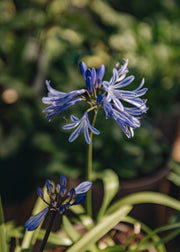 Agapanthus Charlotte