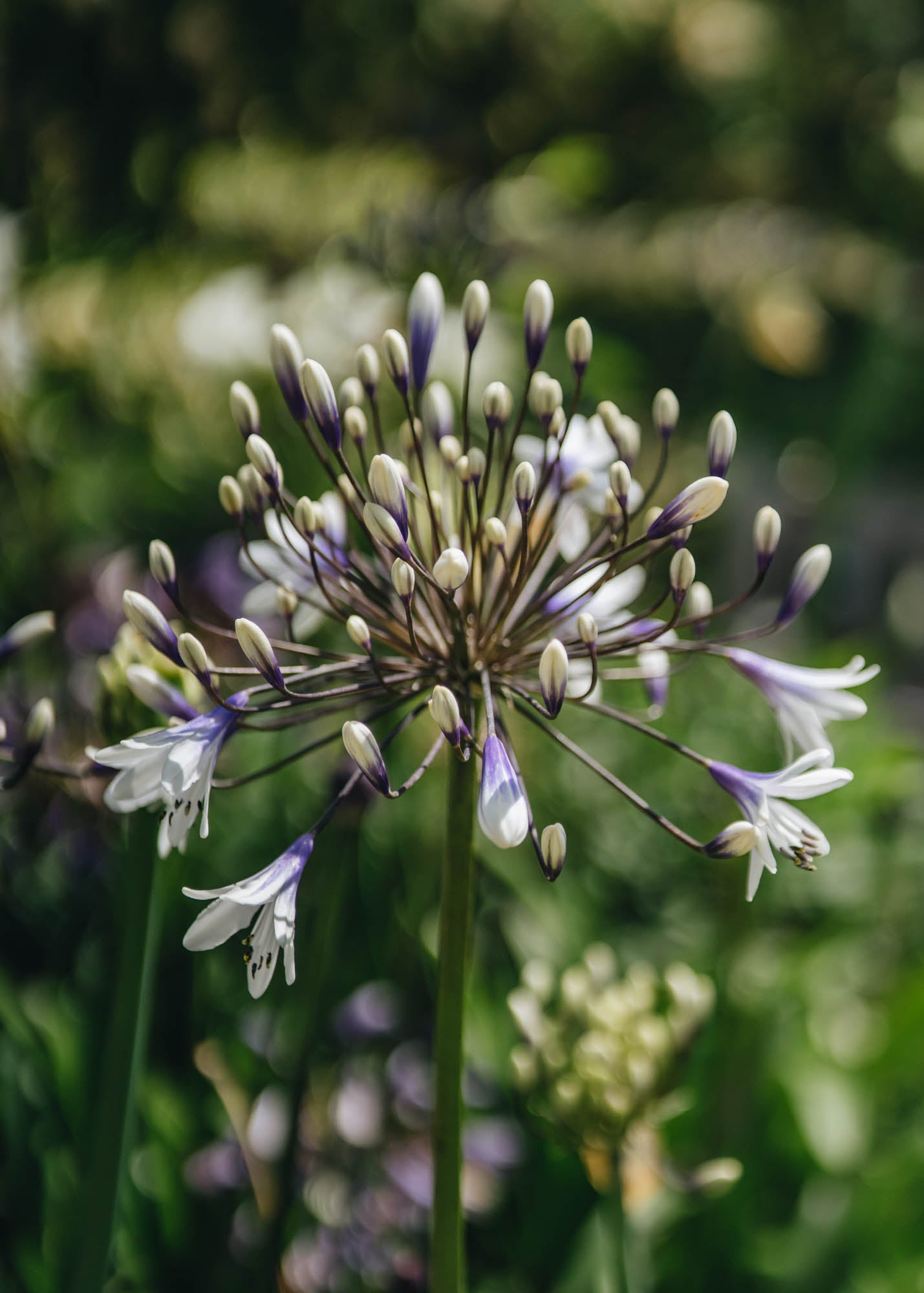 Agapanthus Fireworks 2L