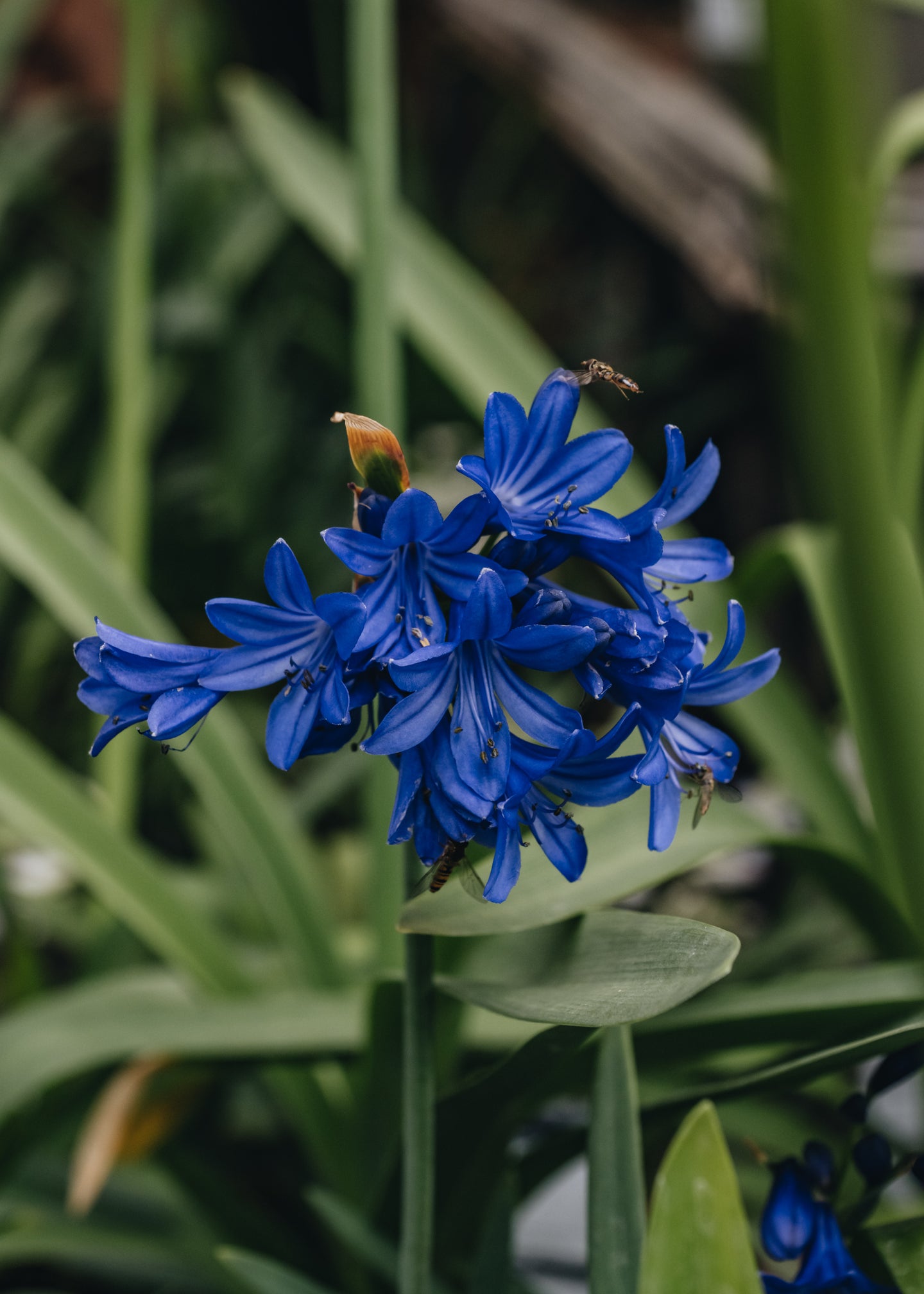 Agapanthus Flower of Love