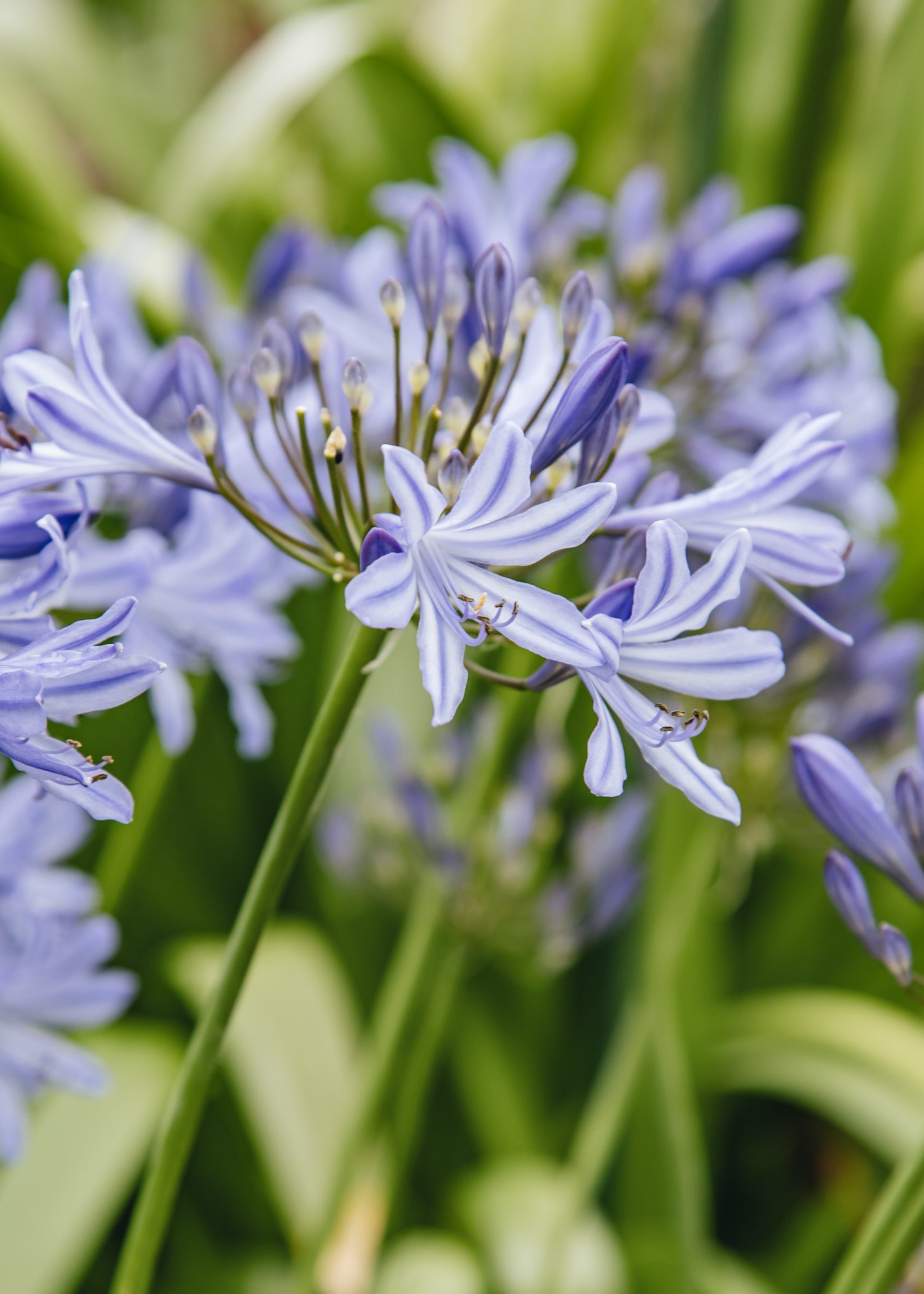 Agapanthus Lapis Lazuli, 2/3L