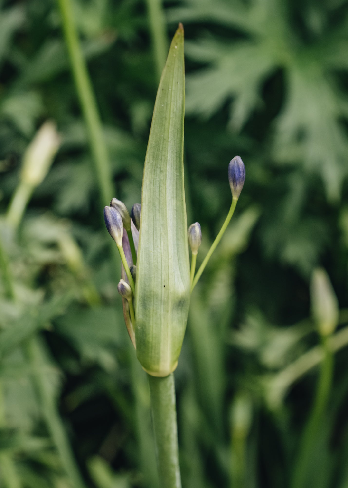 Agapanthus Lapis Lazuli