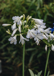 Agapanthus Silver Baby