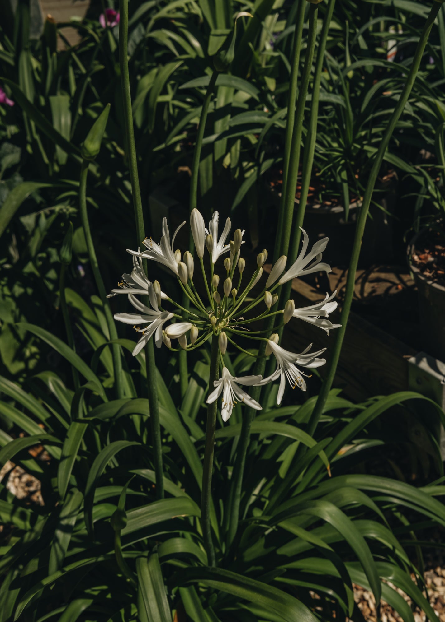 Altico Agapanthus Amourette Superb White, 2/3L