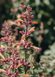 Agastache 'Mango Tango', 2L
