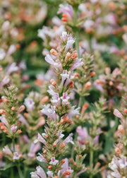 Agastache Agastache 'Pink Pearl', 3L
