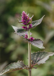 Agastache Agastache ‘Prince’s Plume’, 2L