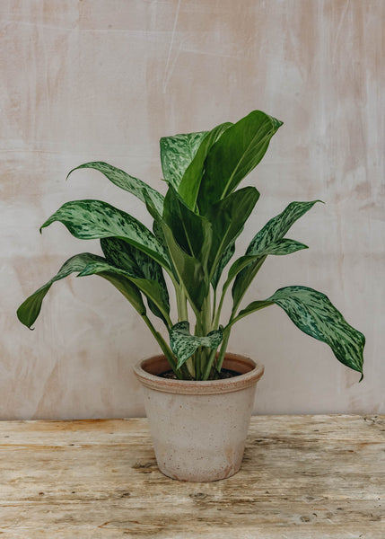 N*P様 THE GREEN KONG Aglaonema picture Aglaonema Konkom – Okanoka
